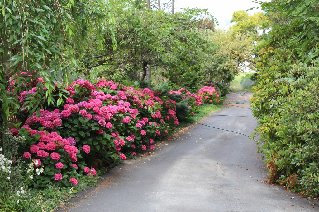 pleasant beach hydrangeas